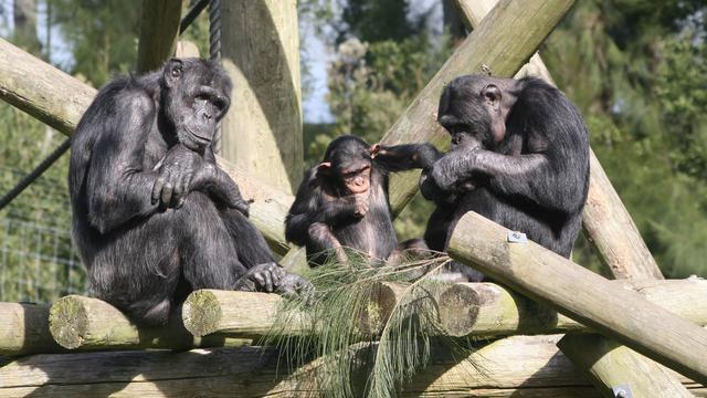 Daya ingat simpanse yang luar biasa