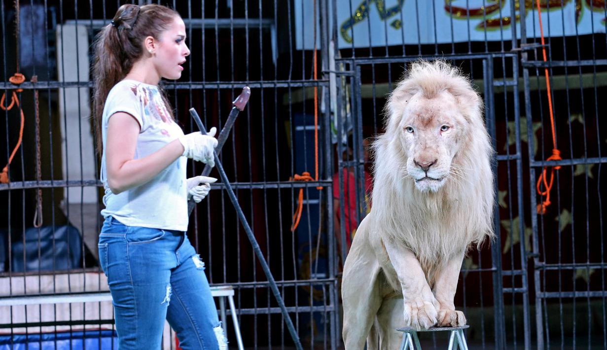 Aksi Mahasen el-Helw saat melatih harimau putih untuk pertunjukan sirkus di Kairo, Mesir (11/10). Mahasen el-Helw adalah pelatih dan penjinak hewan buas untuk pertunjukan sirkus. (REUTERS/Mohamed Abd El Ghany)