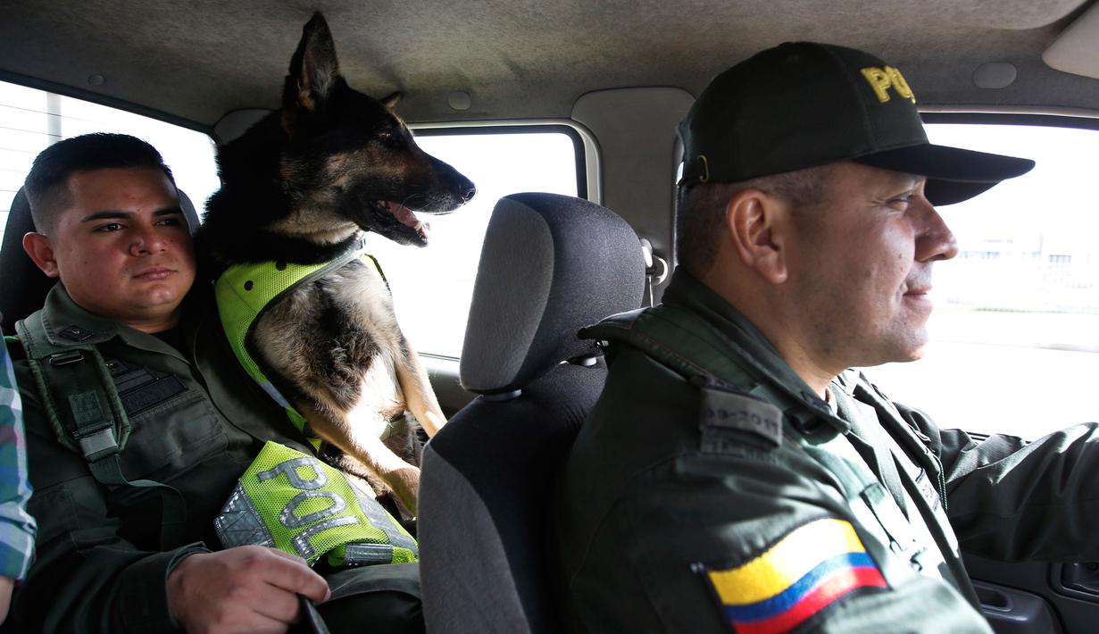 Anjing pelacak, Sombra bersama pawangnya, Jose Rojas menuju terminal kargo di bandara El Dorado, Bogota, 26 Juli 2018. Sombra kini dipindahkan ke Bandara Bogota, demi keselamatan anjing kepolisian Kolombia tersebut. (AP/Fernando Vergara)