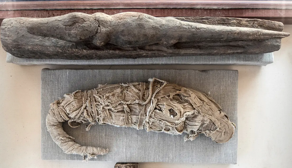 Mumi buaya ditampilkan setelah serangkaian penemuan oleh tim arkeologi Mesir di Saqqara, selatan Kairo, Sabtu (23/11/2019). Mumi hewan seperti anak singa, kucing, kobra, buaya, hingga kumbang ditemukan oleh arkeolog, termasuk 75 patung kayu dan perunggu dari masa silam. (Khaled DESOUKI/AFP)