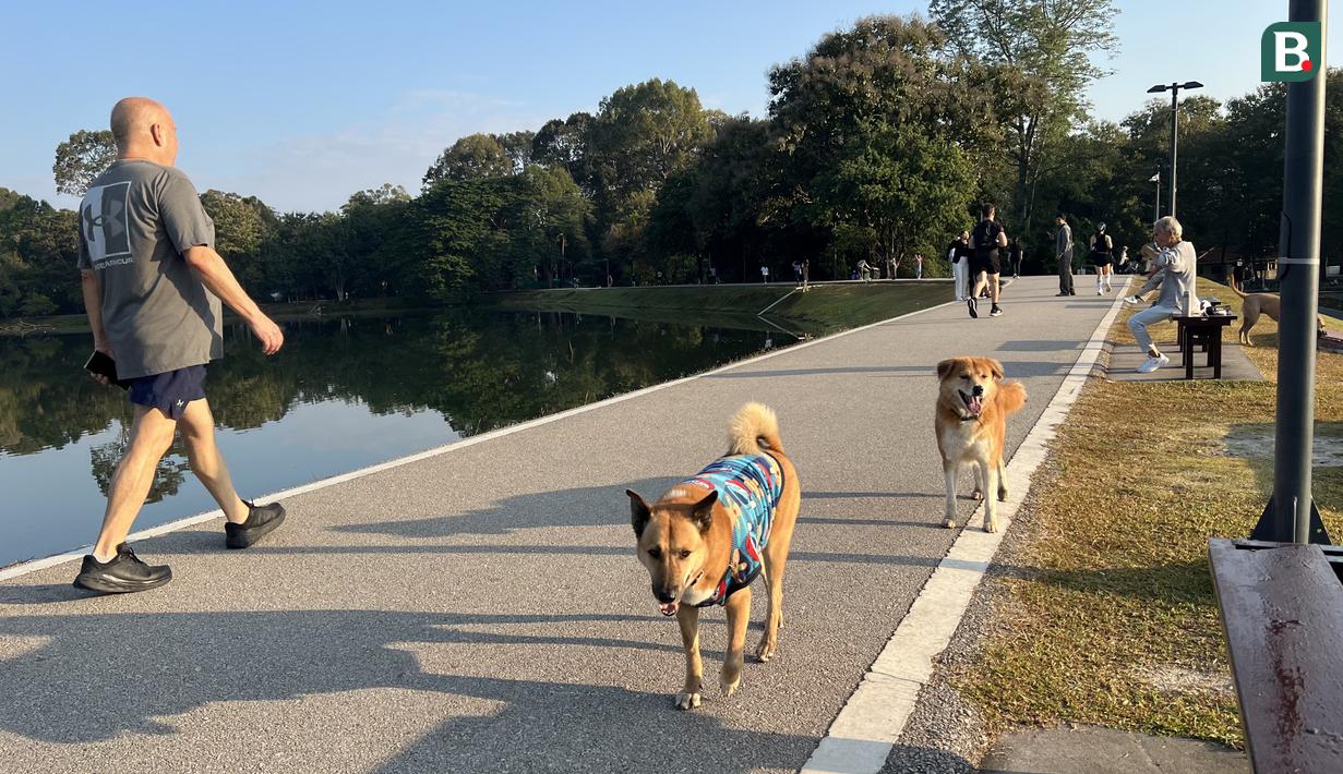 Warga juga membawa hewan peliharaannya untuk berolahraga di tepi Danau Angkaew di Chiang Mai, Thailand, Senin (8/12/2025). (Bola.com/Bagaskara Lazuardi)