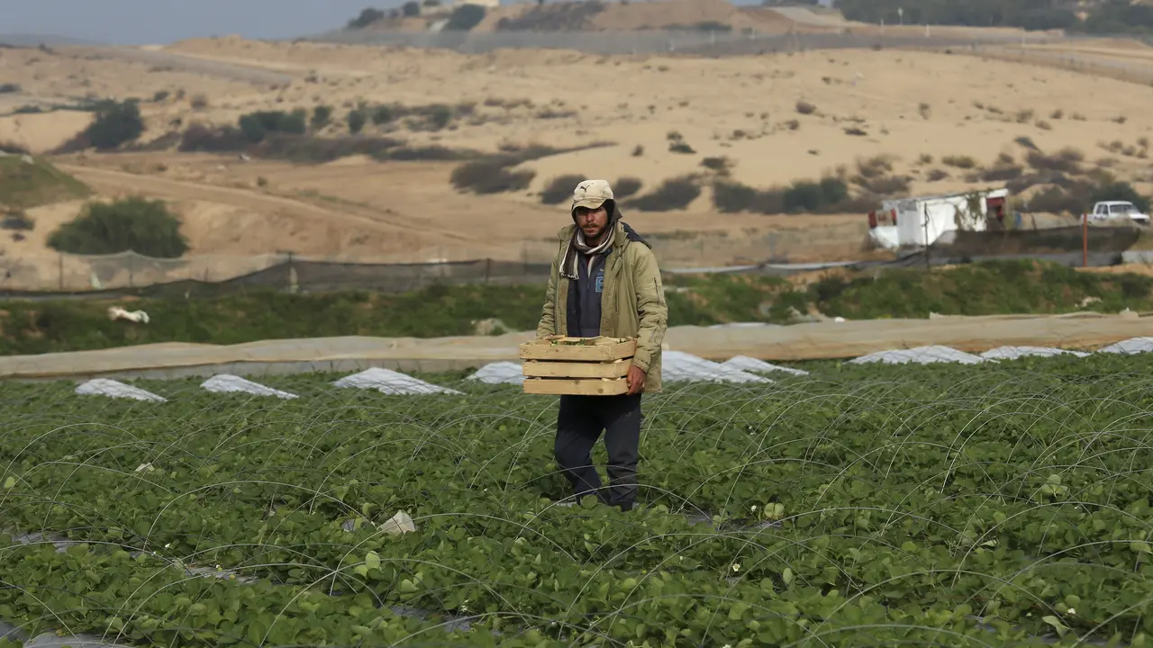Petani Gaza Palestina Panen Stroberi