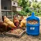 7 Cara Membuat Fermentasi Pakan Ayam Skala Rumahan Menggunakan Galon Bekas, Praktis dan Hemat Biaya