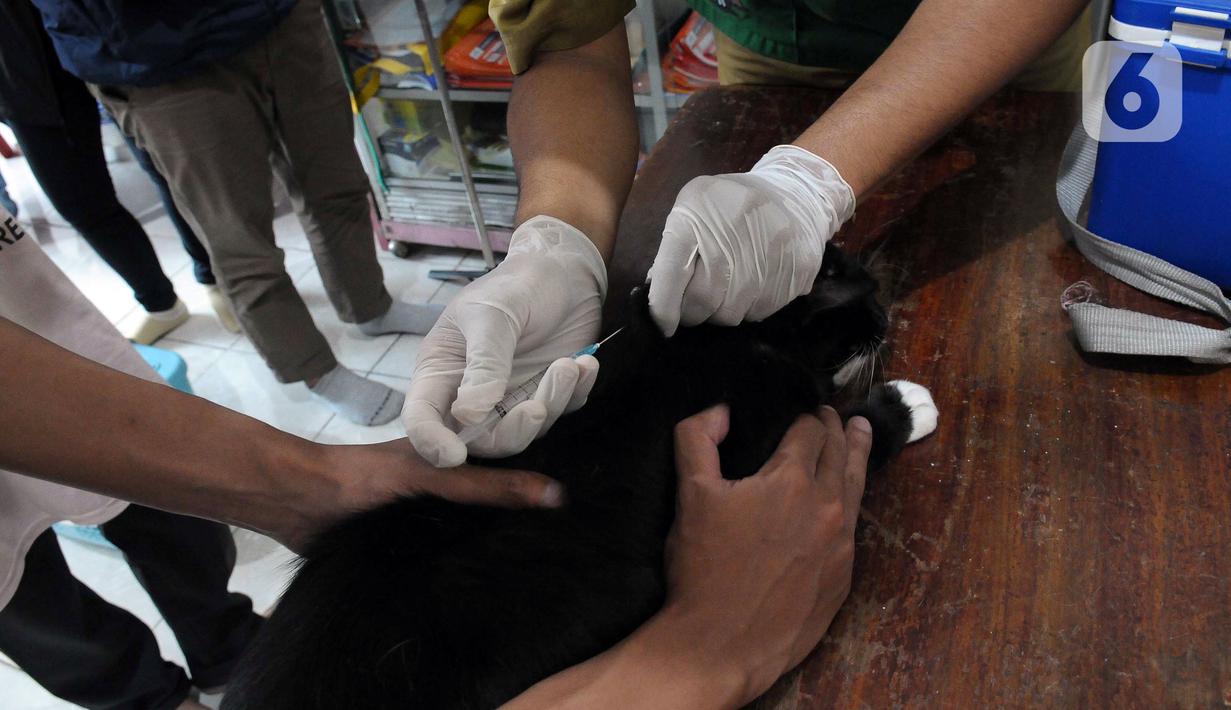 Vaksin rabies diberikan secara gratis untuk warga ber-KTP DKI Jakarta.  (merdeka.com/Imam Buhori)