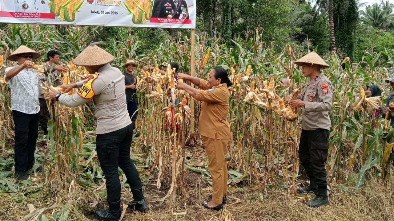 Polres Halmahera Utara Sukses Gelar Panen Raya Jagung Dukung Ketahanan Pangan Nasional