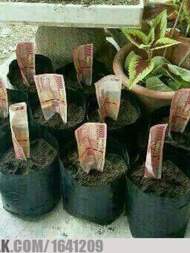 6 Kelakuan Bapak-Bapak saat Menamam Ini Bikin Geleng Kepala