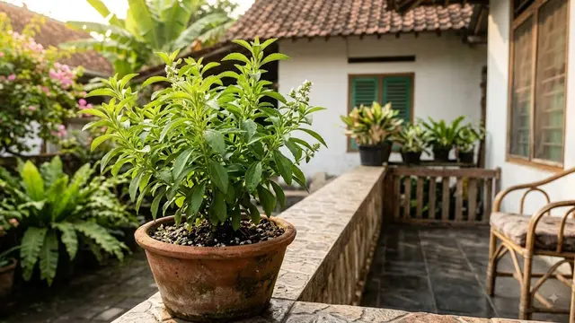 Atur Cahaya dan Posisi Pot