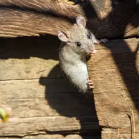 Ilustrasi Tikus/https://unsplash.com/Joshua J. Cotten