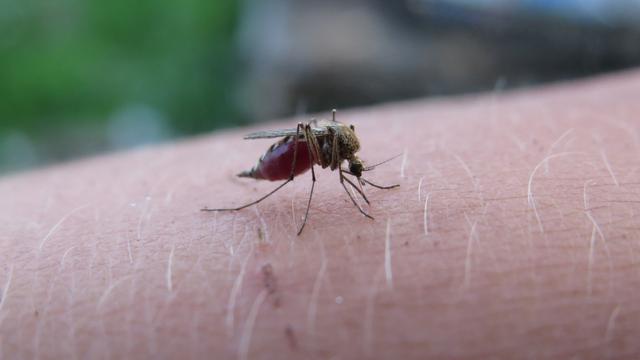 Malaria