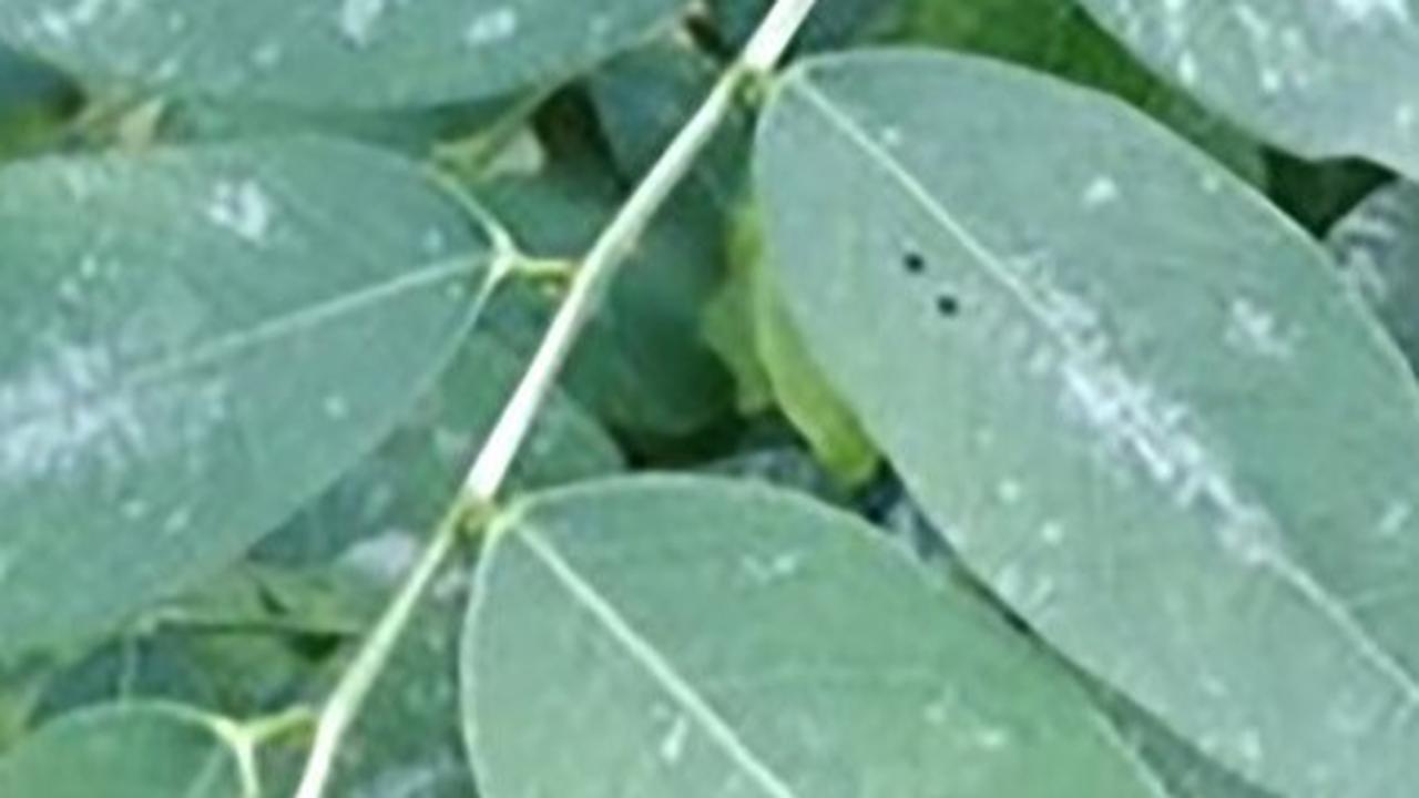 Manfaat Daun Katuk untuk Kesehatan