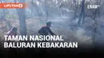Terjadi Kebakaran Hutan di Kawasan Taman Nasional Baluran Situbondo