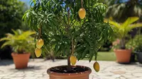 7 Jenis Pohon Mangga yang Akarnya Tidak Merusak Pot dan Cocok untuk Tabulampot