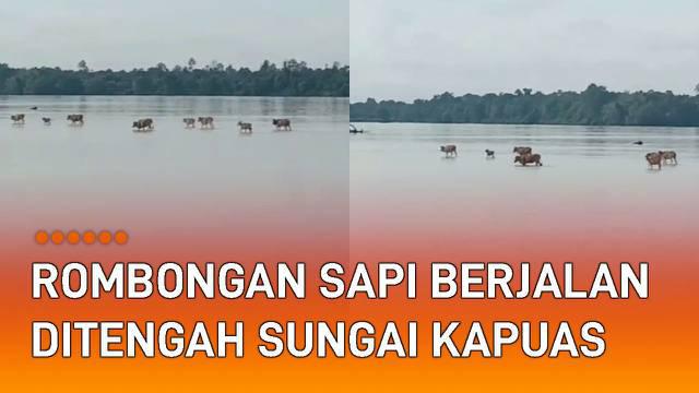 Pemandangan jarang terlihat terjadi di Sungai Kapuas, Kalimantan Barat