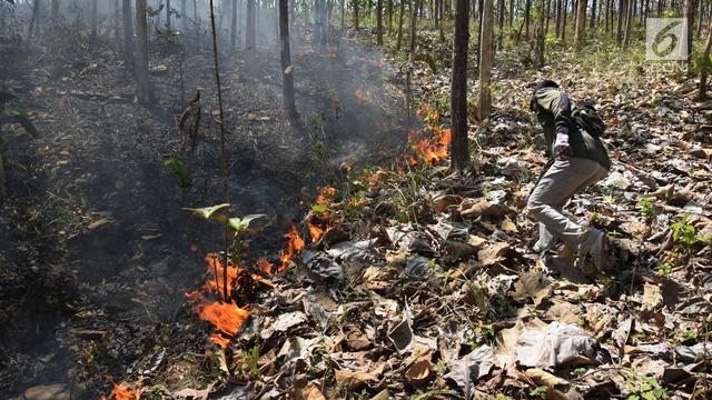 Diduga Akibat Puntung Rokok, Kebakaran Hanguskan Hutan Jati di Boyolali