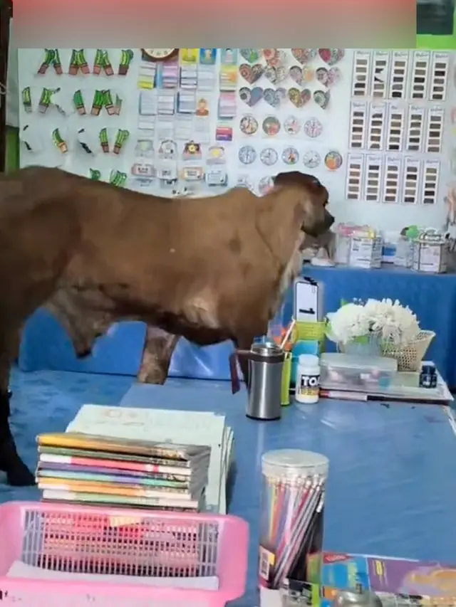 Momen Sapi Masuk Kelas Bikin Kaget Guru dan Murid, Mau Ikut Belajar