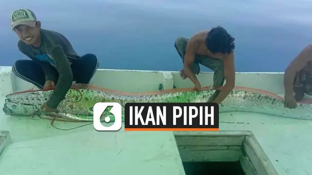 VIDEO: Apakah Kemunculan Ikan Oarfish Pertanda Gempa?