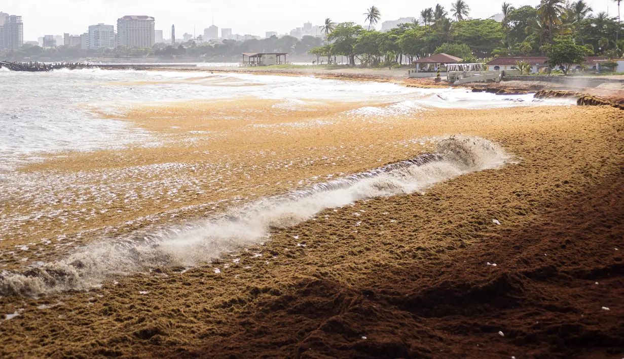 Rumput laut sargassum menjadi pemandangan yang semakin umum di seluruh Karibia, termasuk di Republik Dominika. (Photo by Felix Leon / AFP)