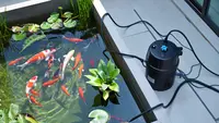 Kolam Ikan di Teras Rumah Bikin Lembap atau Tidak? Pahami Dampak dan Cara Mengatasinya