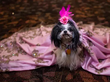 Seekor anjing mengenakan jubah menunggu di belakang panggung untuk New York Pet Fashion Show ke-17 di New York City, Kamis (6/2/2020). Acara ini menampilkan pertunjukan anjing yang berjalan di catwalk dengan kostum yang unik. (Photo by Johannes EISELE / AFP)
