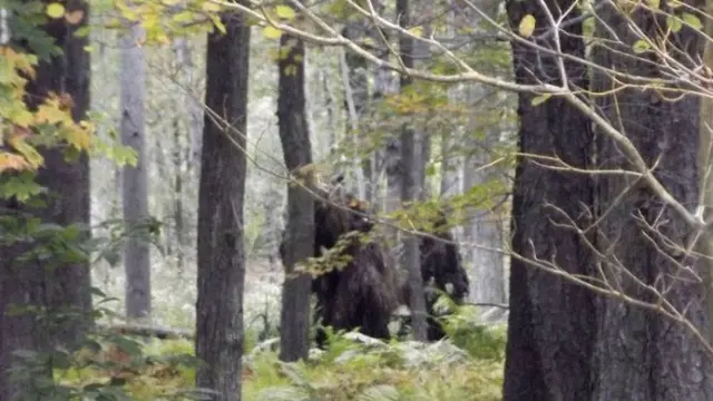 Bigfoot 3