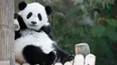 Panda betina merayakan ulang tahun pertamanya di Kebun Binatang Nasional di Kuala Lumpur, Malaysia (14/1). Panda ini keturunan kedua dari panda raksasa Liang Liang dan Xing Xing yang dipinjam Malaysia selama 10 tahun sejak 2014. (AP Photo/Vincent Thian)