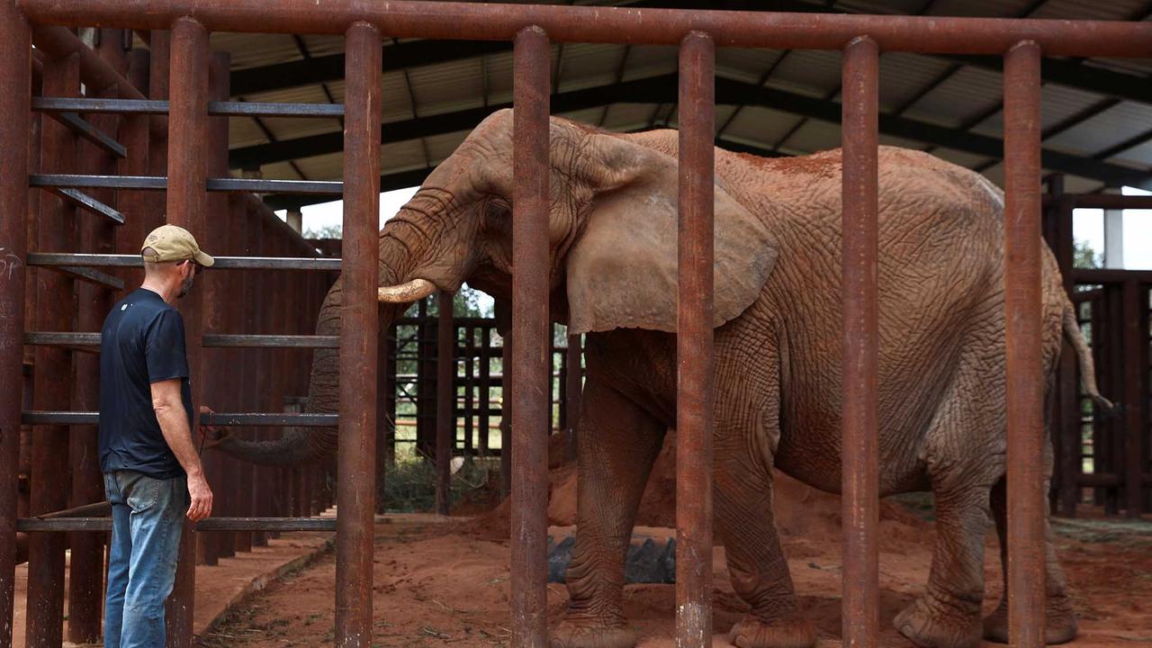 FOTO:  Kisah Pupy Menempuh Jarak 2700 Km untuk Kehidupan Baru di Suaka Gajah Brasil
