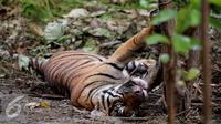 Harimau Sumatera yang terkena jebakan warga dibatang pohon di Taman Nasional Batang Gadis, Sumatera, Kamis (26/11). Harimau tersebut terjerat jebakan warga yang diperuntukan untuk hewan rusa. (Ori Kakigunung)