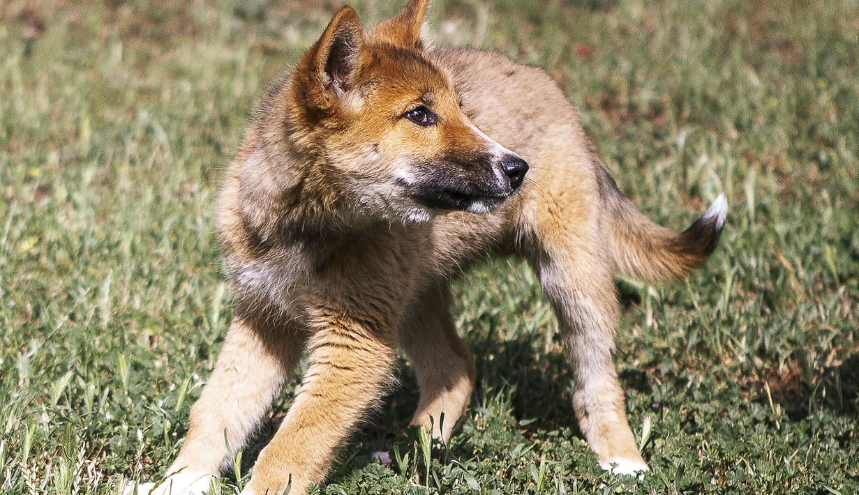 FOTO: Dikira Anjing, Hewan Menggemaskan Ini Ternyata Dingo - Global