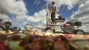 Cass Gilmore memanen cranberry di sebuah rawa di Gilmore Perusahaan Cranberry di Carver, Massachusetts, AS, Senin (14/9). Menurut Asosiasi Petani Cape Cod Cranberry, sekitar 200 juta cranberry tumbuh setiap tahun di Massachusetts.  (REUTERS/Brian Snyder)