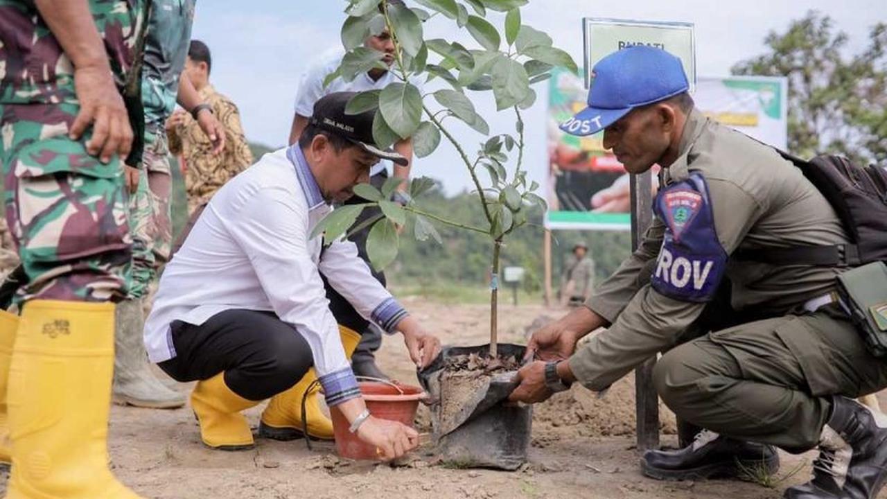 Pemkab Pidie Jaya Tanam 300 Pohon untuk Pulihkan Lahan Pascabencana Hidrometeorologi