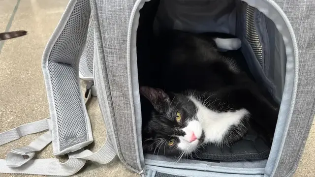 Mr. Peanut's Monterey Series Convertible Backpack