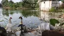 Dua ekor bebek terlihat di sekitar Waduk Surilang, Pasar Rebo, Jakarta Timur, Senin (25/2). Waduk yang mengalami pendangkalan akibat lumpur yang lama tak dikeruk tersebut dikhawatirkan meluap saat musim hujan. (Liputan6.com/Immanuel Antonius)