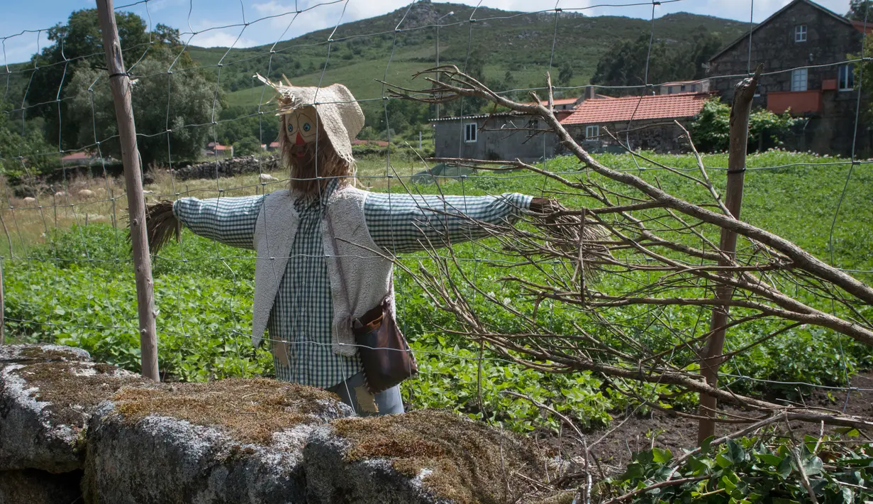 Sebuah orang-orangan sawah ditampilkan dalam kontes orang-orangan sawah di desa A Lama, Spanyol, 9 Juni 2017. Dalam acara tahunan itu, kreasi para penduduk dipajangkan di tempat-tempat strategis, seperti kebun atau persimpangan jalan. (MIGUEL RIOPA/AFP)