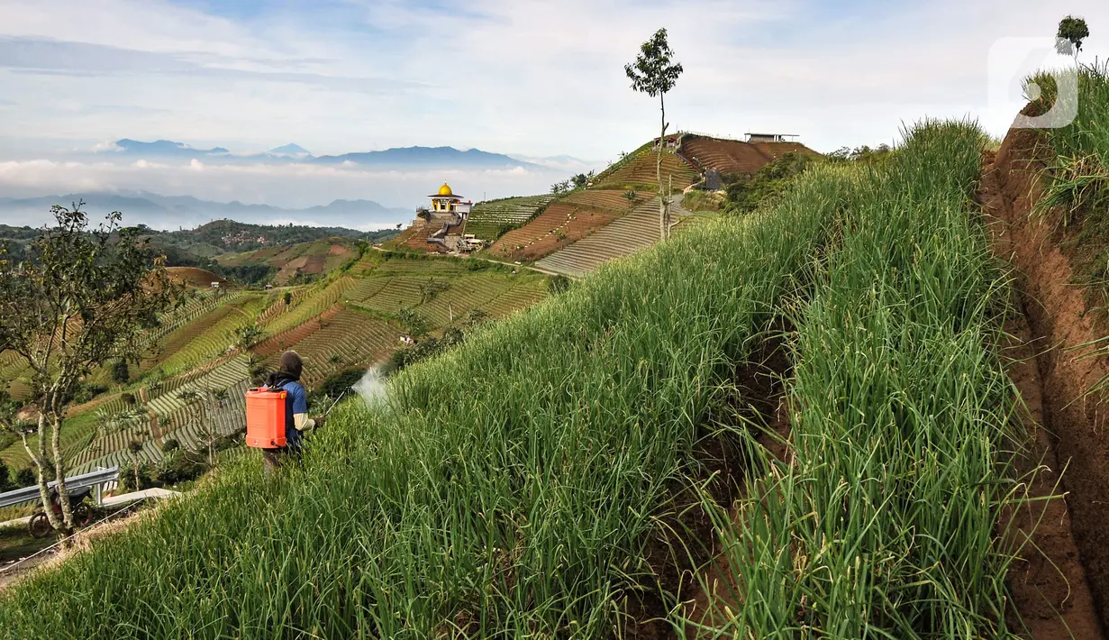 Petani melakukan perawatan tanaman bawang merah di lahan pertanian berkonsep terasering, Desa Sukasari Kidul, Kecamatan Argapura, Kabupaten Majalengka, Jawa Barat, Sabtu (29/1/2022). Hampir 90 persen penduduk di kecamatan tersebut berprofesi sebagai petani bawang merah. (merdeka.com/Iqbal S Nugroho)