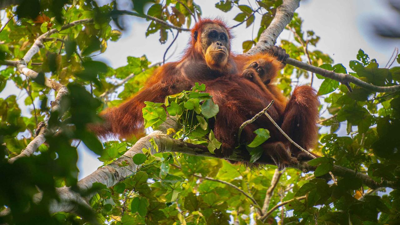 Menjaga Ekosistem dan Keanekaragaman Hayati Batang Toru