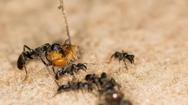 Tujuan Penelitian