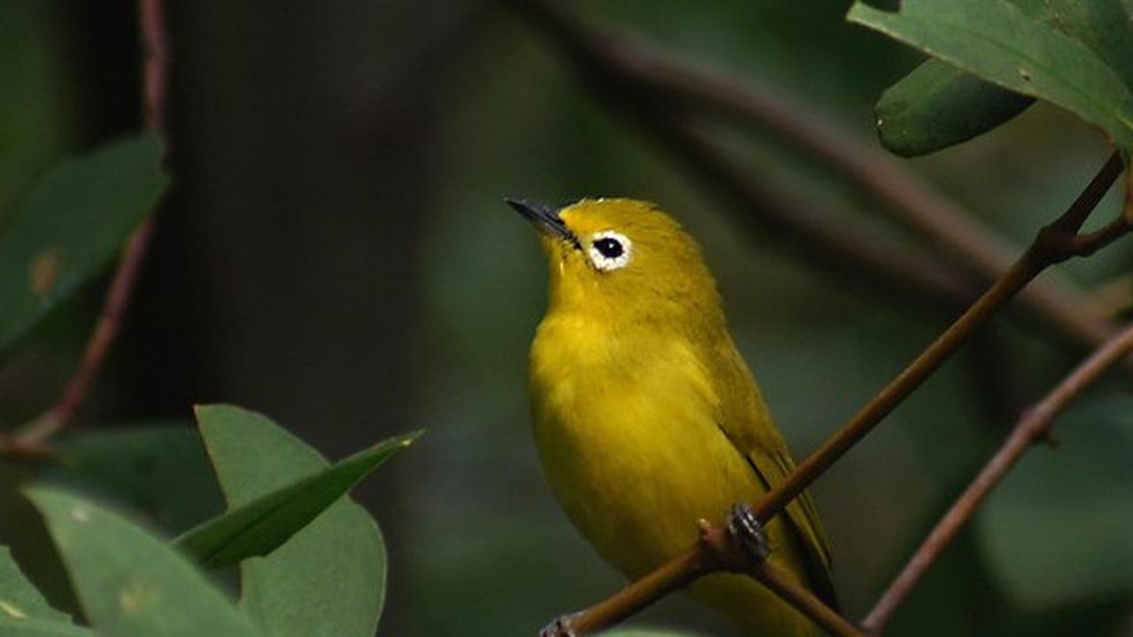 burung pleci