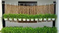 5 Ide Kebun Kangkung Gantung untuk Halaman Sempit, Solusi Hijau di Lahan Terbatas
