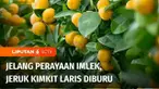Perayaan Imlek sudah makin dekat, masyarakat Tionghoa sudah mulai berburu macam-macam pernak-pernik, baju baru, dan sebagainya. Ada yang juga diburuh, jeruk kimkit menjadi simbol perayaan imlek yang mulai laris manis dan laku keras. Bahkan omzet peda...