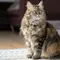 5 Kucing Jumbo yang Cocok Dipelihara di Rumah