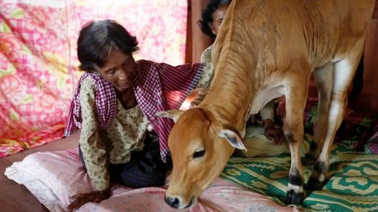 Wanita ini yakin anak sapi adalah reinkarnasi suaminya yang telah meninggal/copyright REUTERS/Samrang Pring