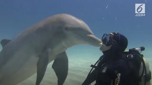 Seorang penyelam berciuman dengan lumba-lumba di dasar laut Bahama. Kejadian lucu ini terekam dalam sebuah video dan menjadi viral.