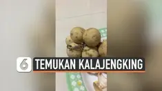 Seorang wanita Thailand terkejut mengetahui ada yang tidak biasa pada barang belanjaannya. Ia menemukan seekor kelajengking berukuran kecil pada buah langsat yang baru saja dibeli.