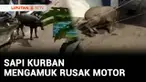 Amuk hewan kurban saat hendak disembelih juga terjadi di sejumlah daerah. Di Tangerang Selatan, Banten, dua ekor sapi mengamuk hingga merusak tiga unit sepeda motor.