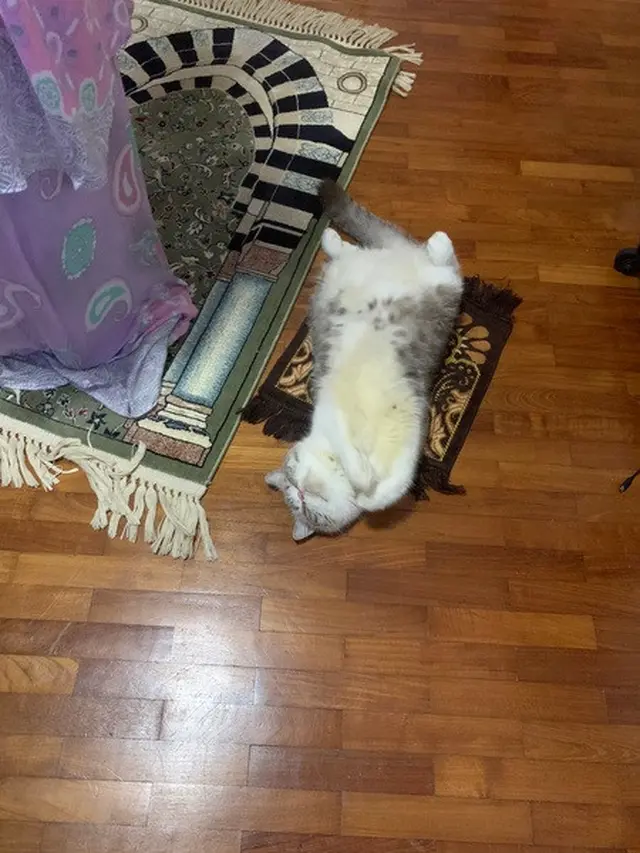 kucing teraweh