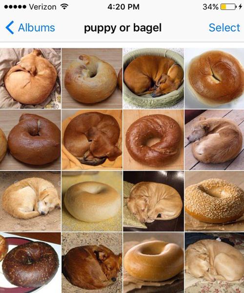 copyright by @teenybiscuit