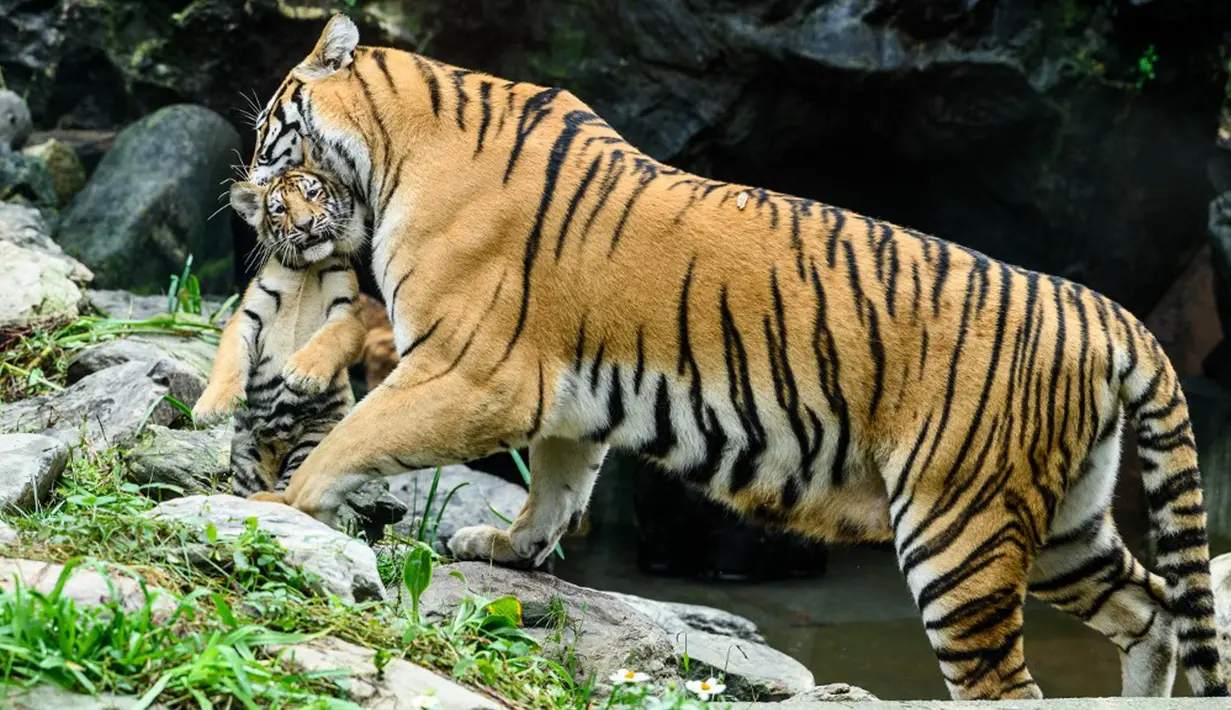 Harimau Siberia betina dan spesies langka Kelas 1 yang dilindungi oleh pemerintah Geon-gon membawa salah satu dari lima anaknya di kebun binatang taman hiburan Everland, Yongin, Provinsi Gyeonggi-do, Korea Selatan, 30 September 2021. (ANTHONY WALLACE/AFP)
