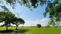 5 Contoh Gambar Pemandangan yang Indah, Inspirasi Melukis untuk Anak di 2025