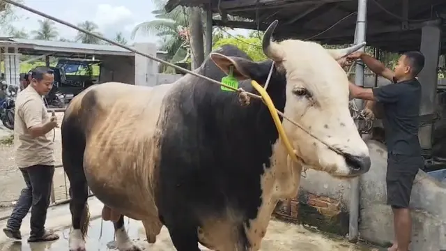 Pecah Rekor! Sapi Juara Kontes Seberat 1,2 Ton dari Binjai Dipilih Presiden Prabowo untuk Kurban Sumut