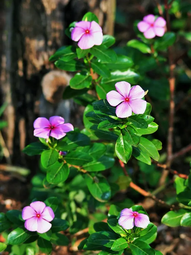 Ilustrasi Tanaman Hias Periwinkle/tapak dara (Vinca)